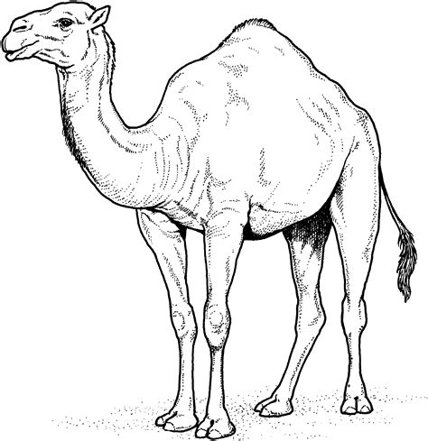 free camel images|printable picture of a camel.